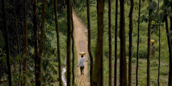 FEATURE: Private Sector Emerges As Key Potential Funder Of Sustainable Forest Management