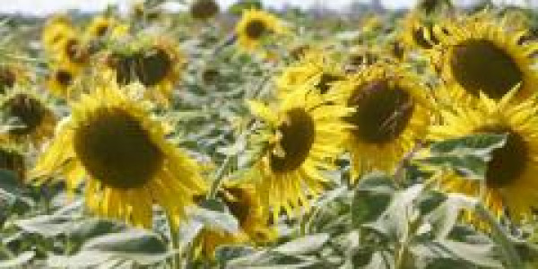 Pension Funds Want To Invest In Farmland