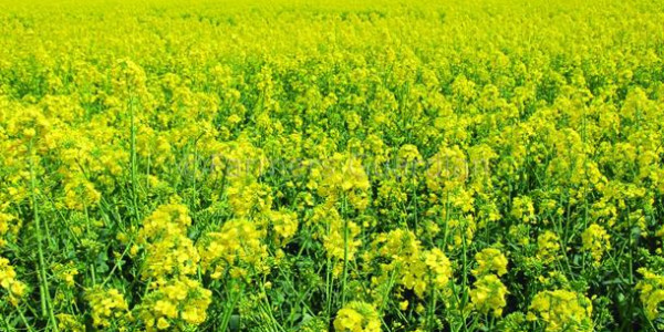 New Biofuel Proposals Could Have ‘Severe Implications’