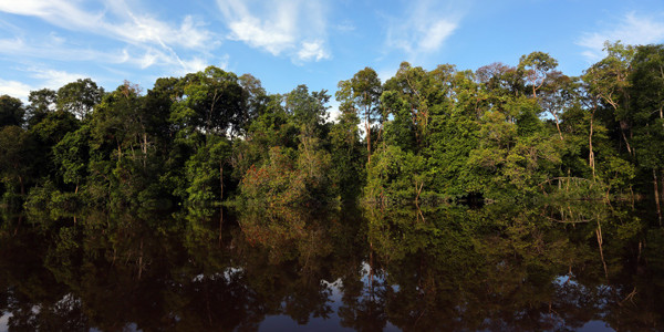 Analysis: Indonesia Renews Moratorium On Logging, Palm Plantations