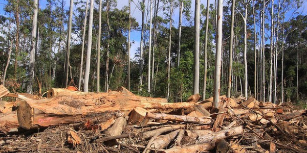 Trees Best Left To Generate Carbon Credits